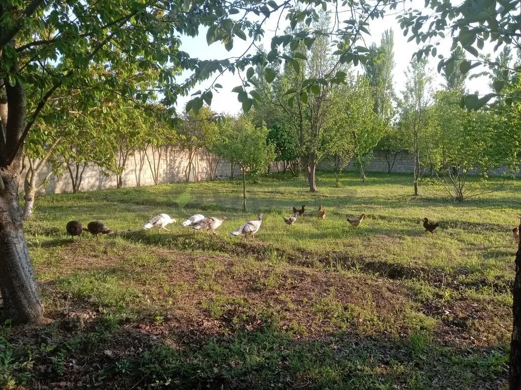 4 otaqlı Həyət evi Satılır, Yevlax — Ev, villa, Yevlax (5)