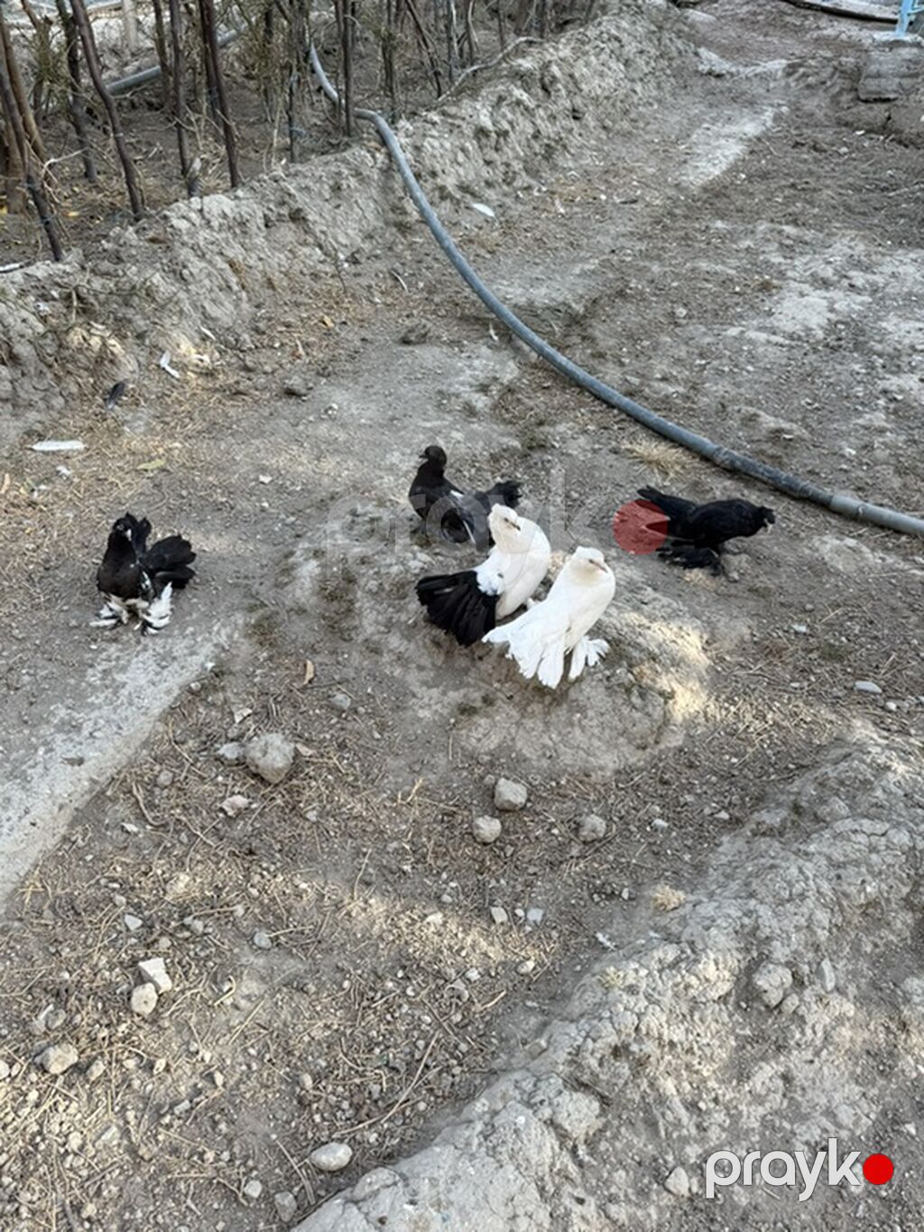 Delfinler ve povlinler satilir ciddi alicilar yazsin elaqe 0504240736 — Göyərçin, Mingəçevir (9)