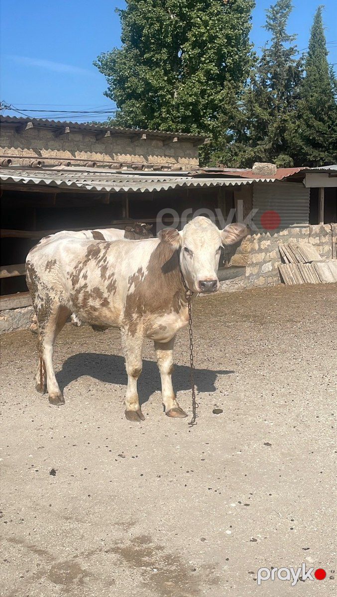 Düyələr — Kənd təsərrüfatı heyvanları, Bakı (7)