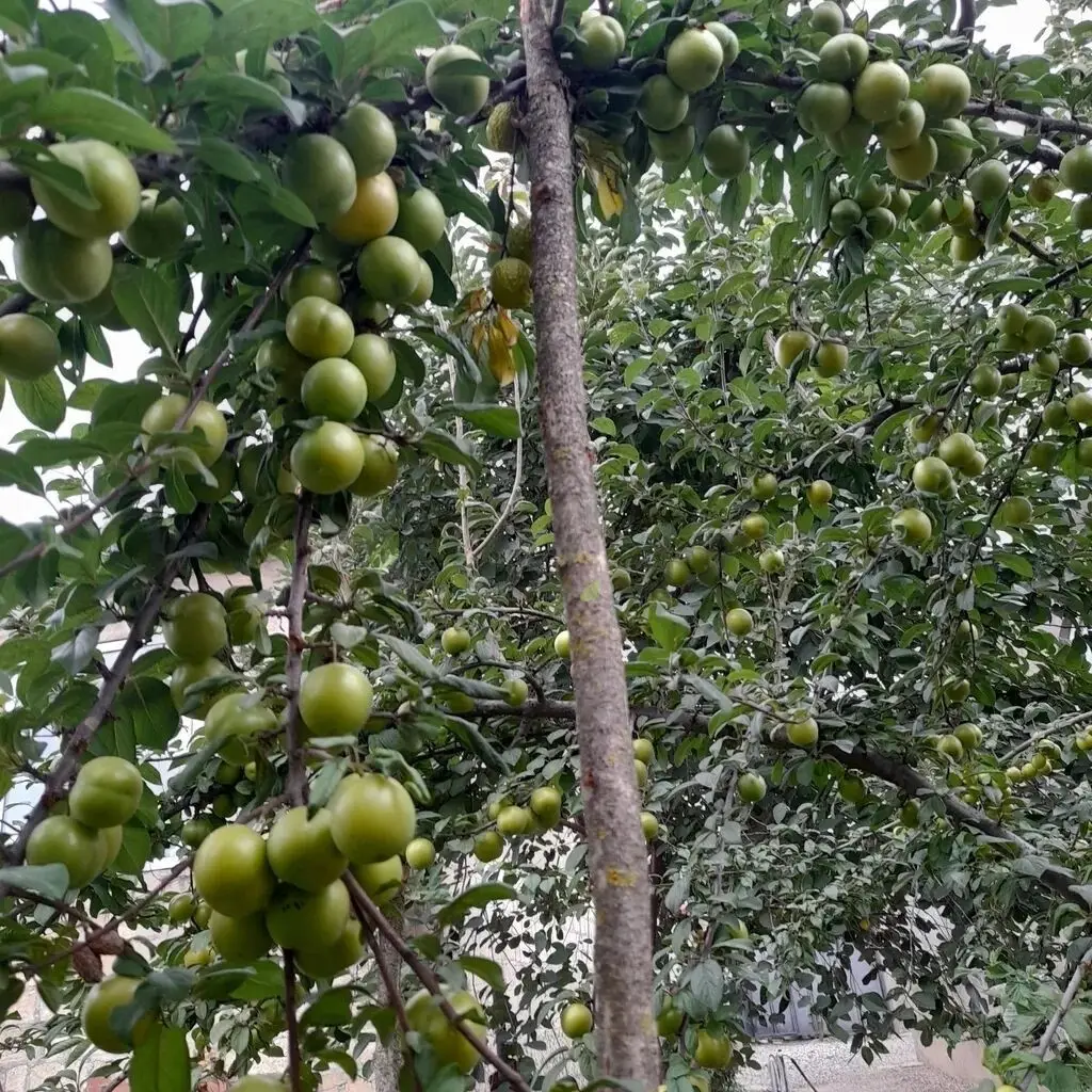 12 sot Torpaq Satılır, Qusar — Torpaq, Qusar (7)