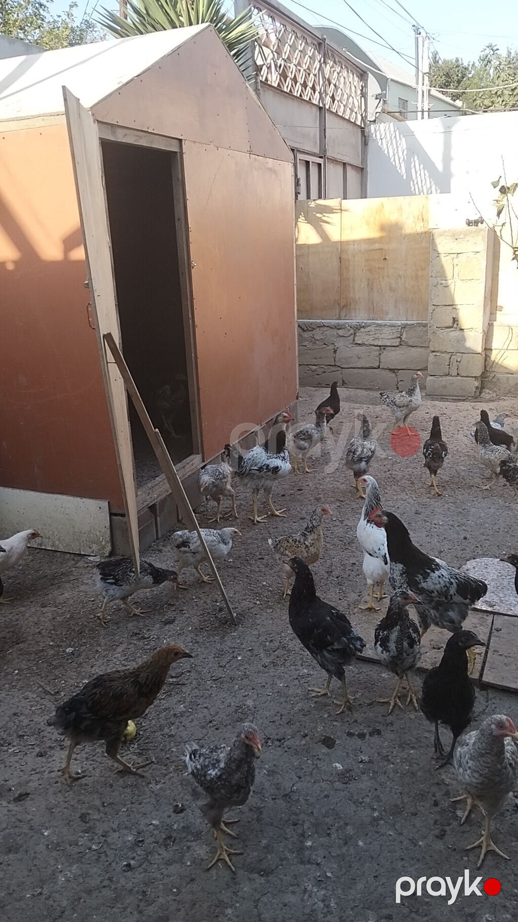 Xarkov sortu və serbiris sort var real alıcıya endirim olacaq — Toyuq və xoruz, Bakı (6)