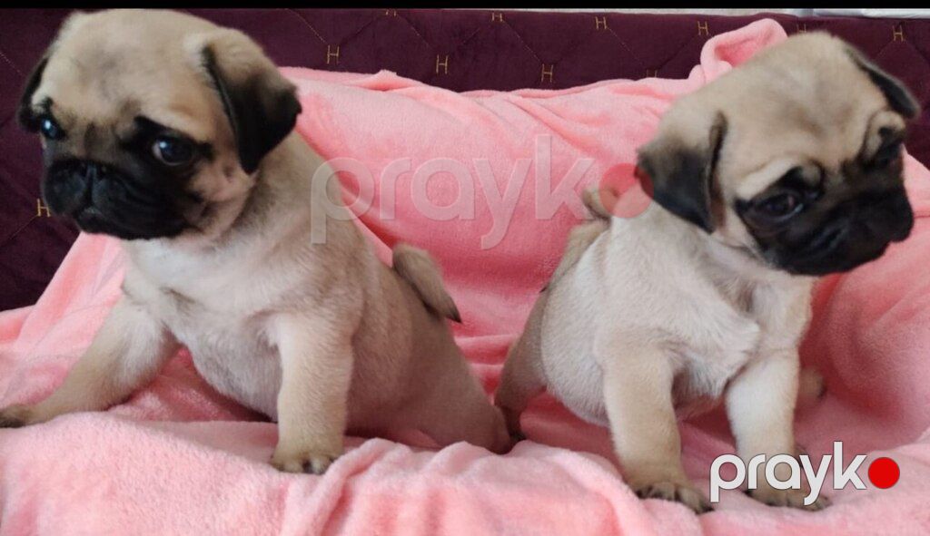 Mops — Köpəklər, Bakı (6)