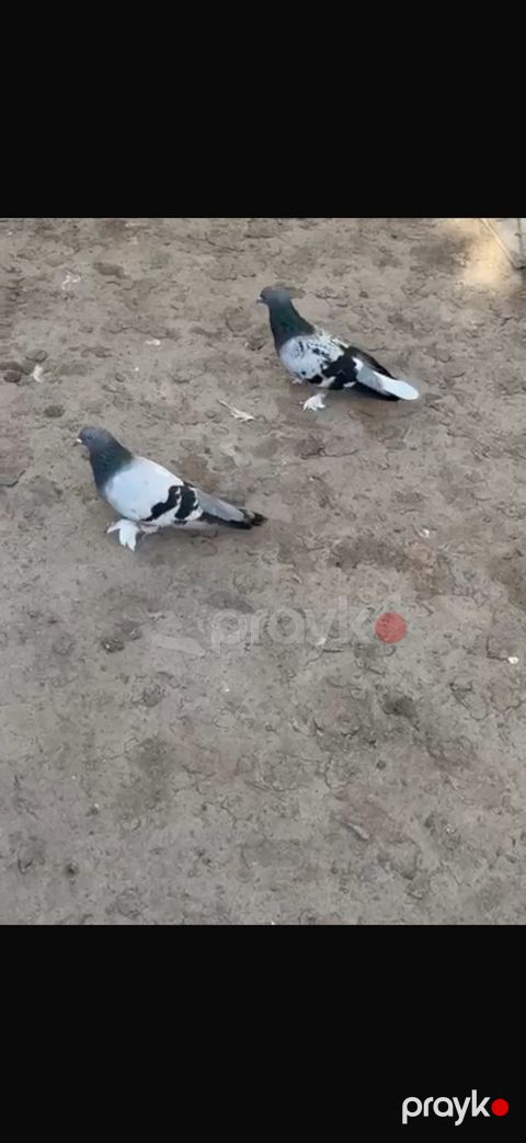 Göyərçinlər — Bakı