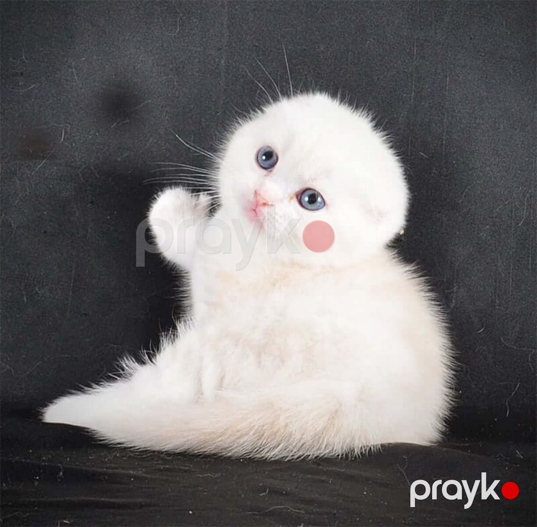 Şotland pişiyi balası — Pişiklər, Bakı (5)
