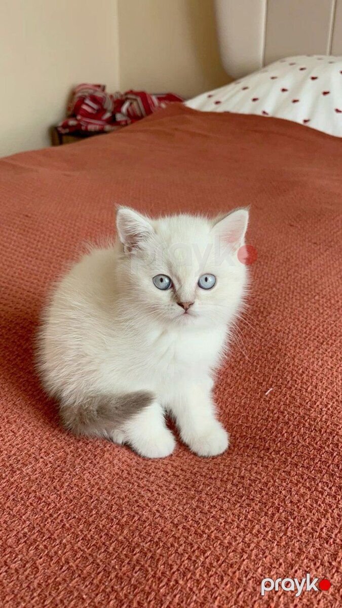 Şotland pişiyi balaları — Pişiklər, Bakı (3)