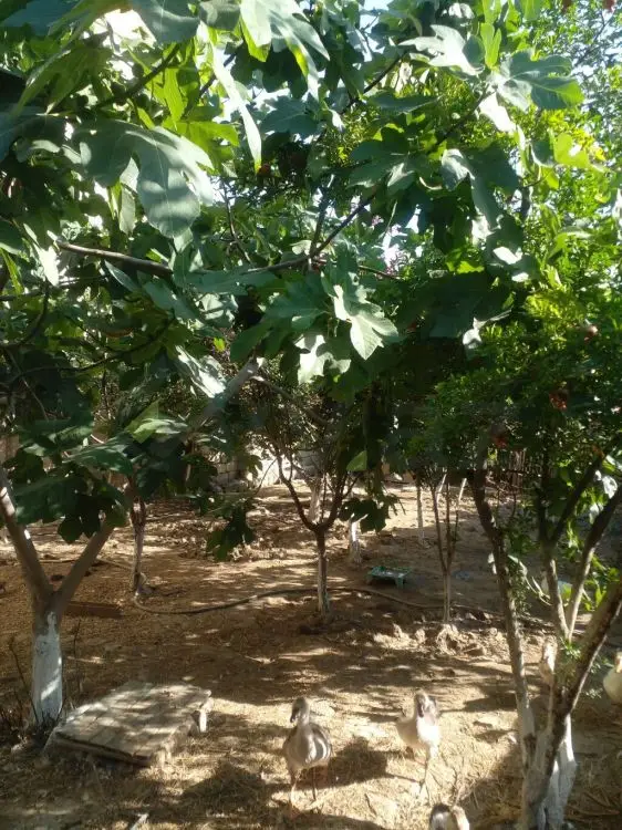 4 otaqlı Həyət evi Satılır, Masazır, Abşeron — Ev, villa (2)