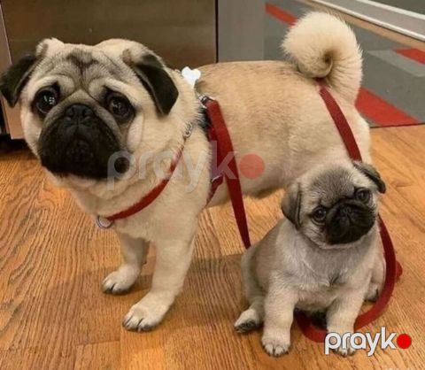 Mops — Bakı