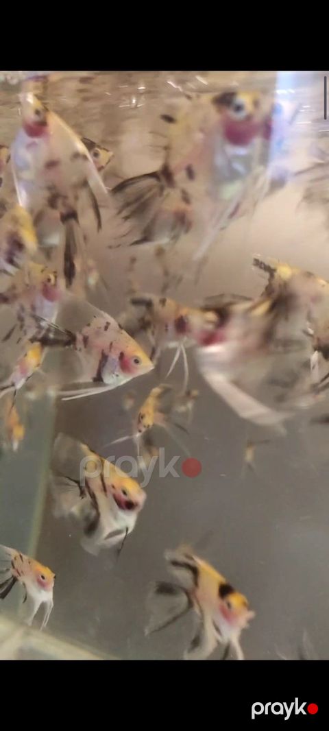 Skalyar koi balığı — Bakı