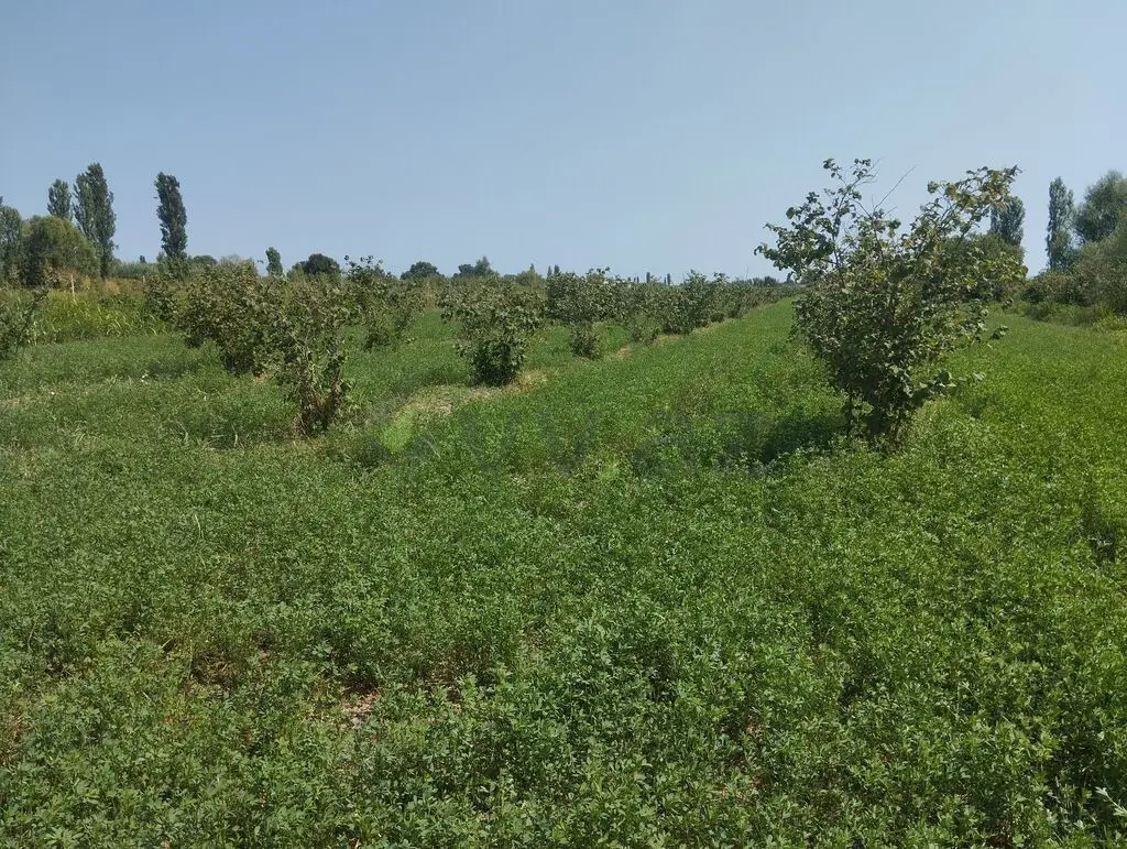 157 sot Torpaq Satılır, Xaçmaz — Torpaq, Xaçmaz (12)