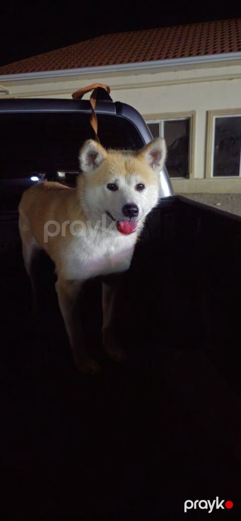 Akita-inu — Bakı