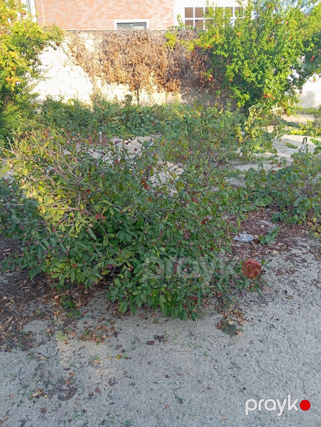 8 sot, Tikinti, Mülkiyyətçi, Kupça (Çıxarış) — Torpaq, Bakı (2)