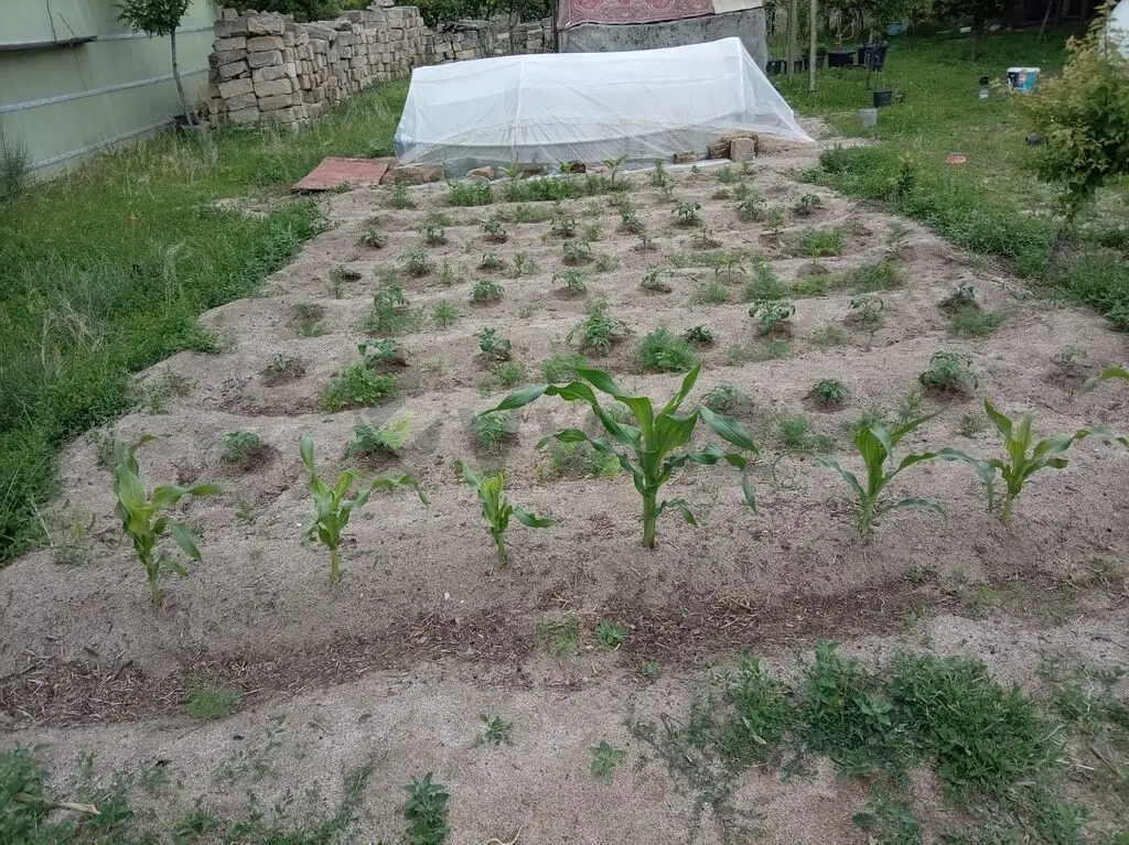 5 sot Torpaq Satılır, Novxanı, Abşeron — Torpaq (7)