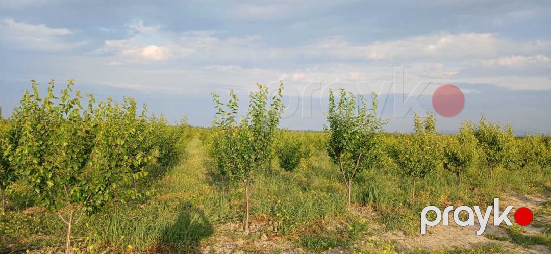 436 sot torpaq sahəsi, Quba r — Torpaq, Quba (3)