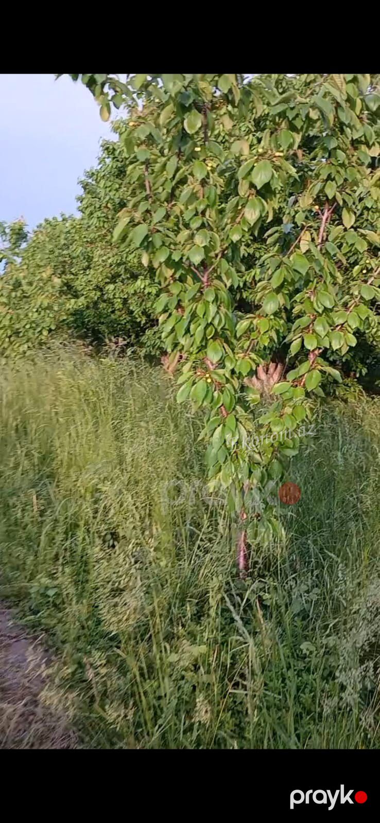 Quba rayonunda 2 hektar 13 sot bag satılır — Torpaq, Quba (2)