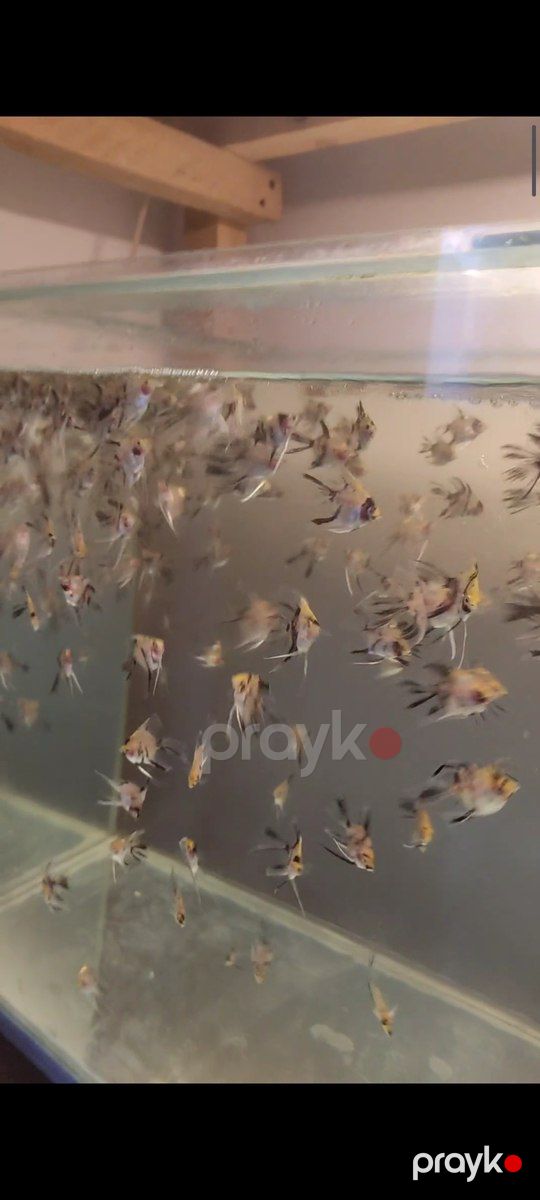 Skalyar koi balığı — Akvariumlar və balıqlar, Bakı (2)