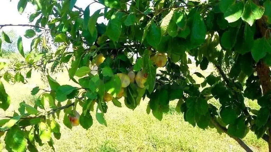 180 sot Torpaq Satılır, Xaçmaz — Torpaq, Xaçmaz (9)