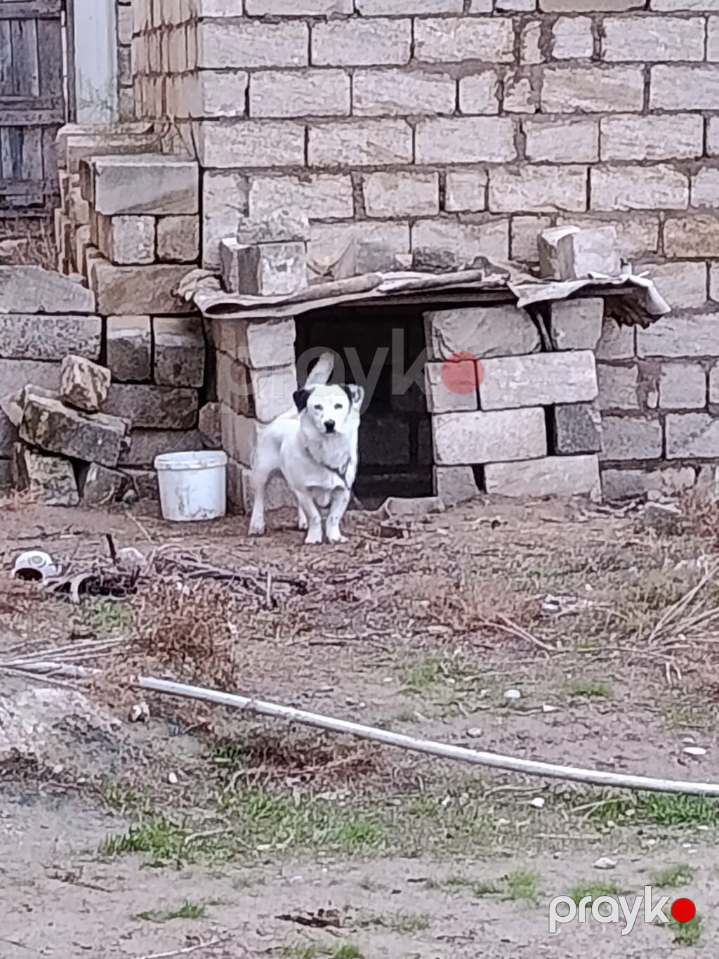 Zvonok, 1 il, Erkək, Peyvəndli — Köpəklər, Bakı (3)