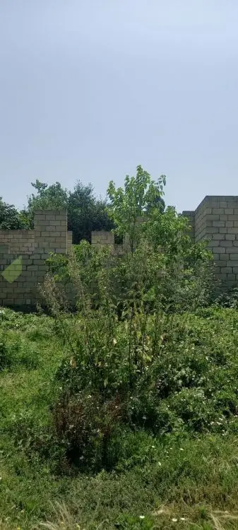 5 sot Torpaq Satılır, Qəbələ — Torpaq, Qəbələ (3)