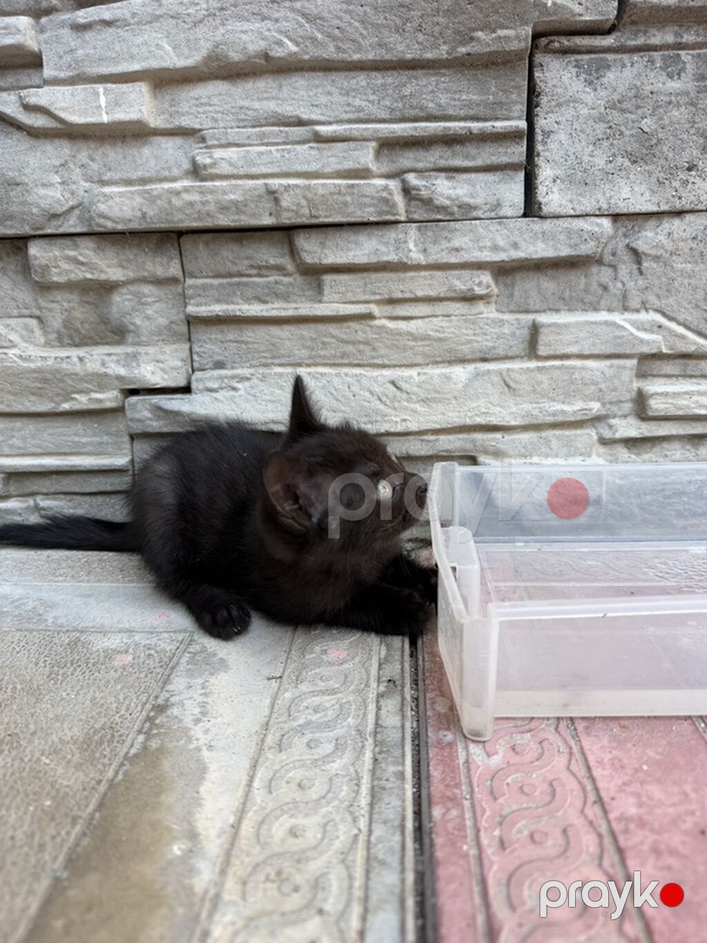 Siam, Erkək, Yaxşı əllərə — Pişiklər, Sumqayıt (2)
