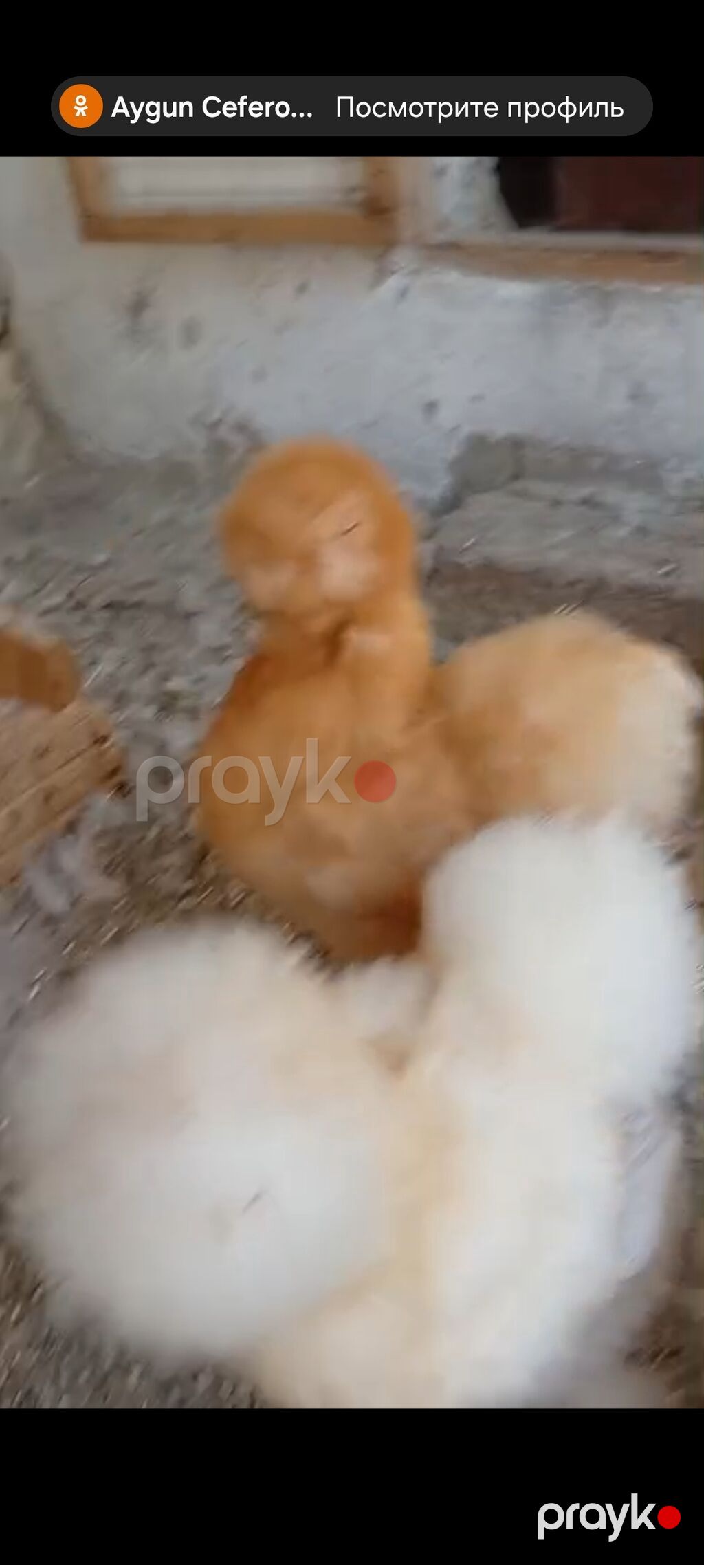 Toyuq, Damazlıq — Toyuq və xoruz, Sabirabad (2)