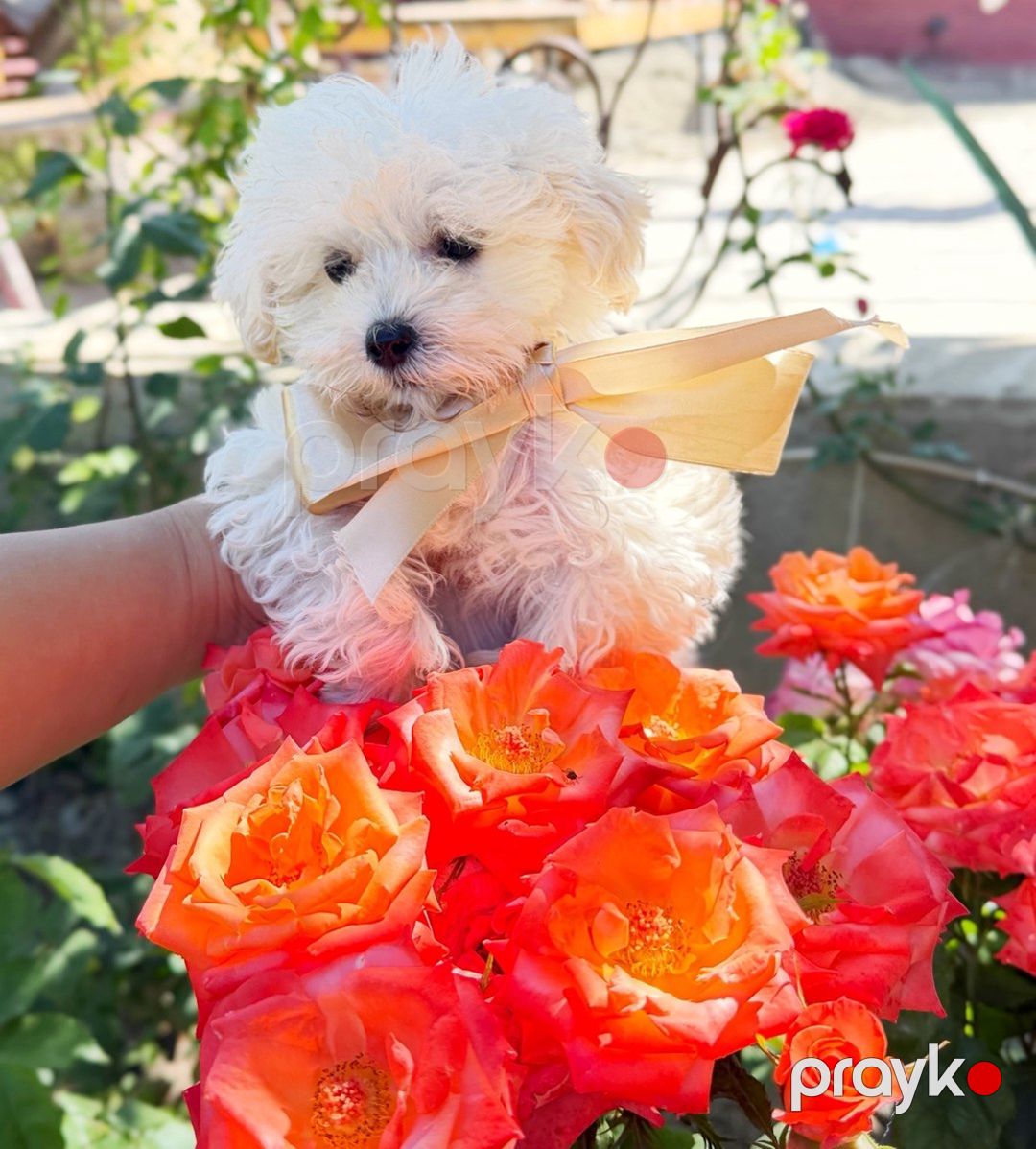 Maltipoo pudel — Köpəklər, Bakı (2)