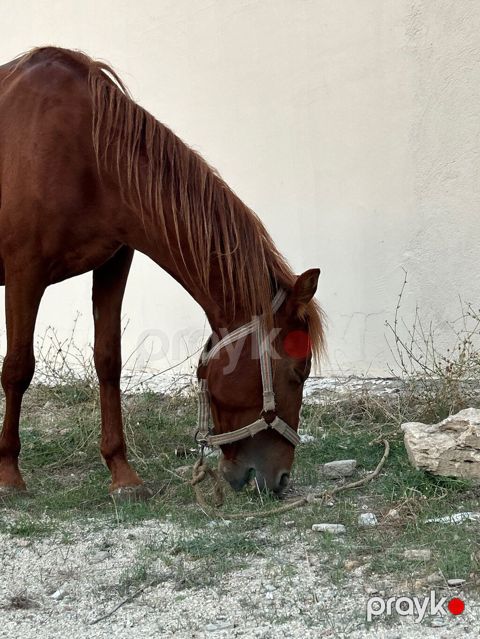 Erkək, Qarabag, il: 2, Rayonlara çatdırılma