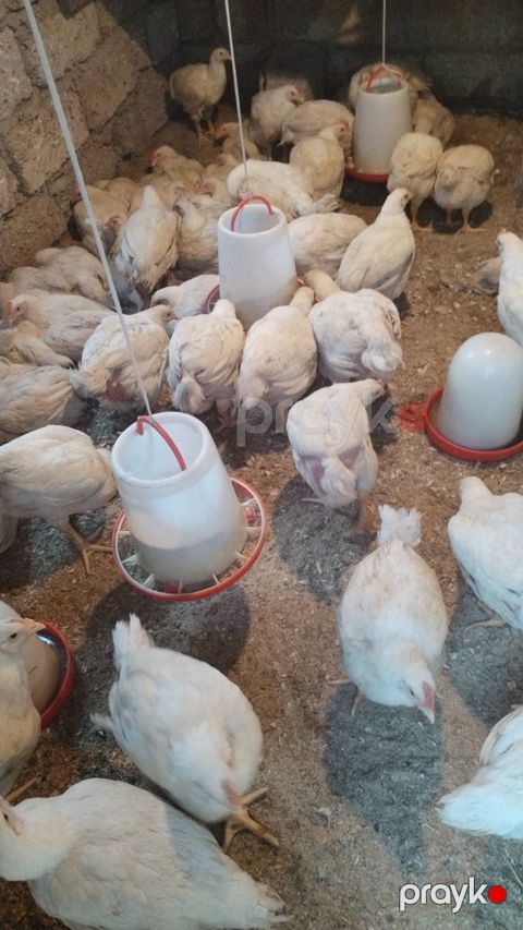 buroler toyuqu 10 manata — Bakı