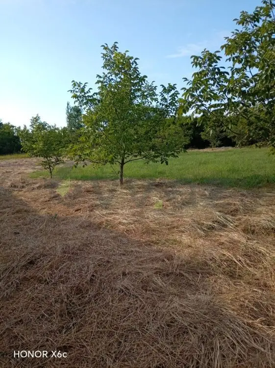 20 sot Torpaq Satılır, Ağdaş — Torpaq, Ağdaş (4)