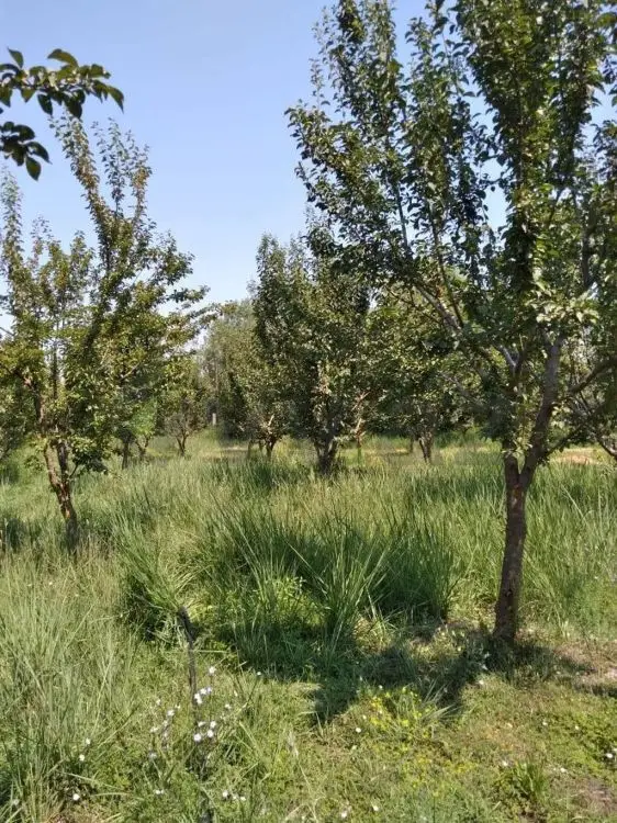 95 sot Torpaq Satılır, Göyçay — Torpaq, Göyçay (4)