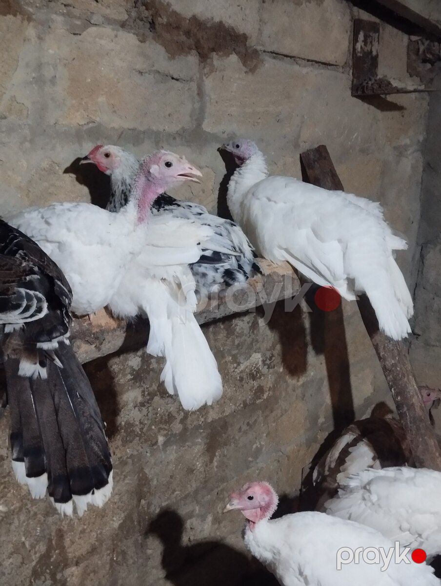 Hinduşkalar — Quşlar, Sumqayıt (2)