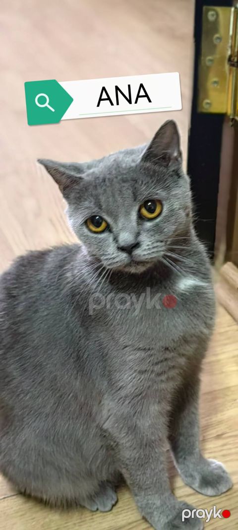 Təmiz Şotland Pişik Balaları Satılır — Bakı