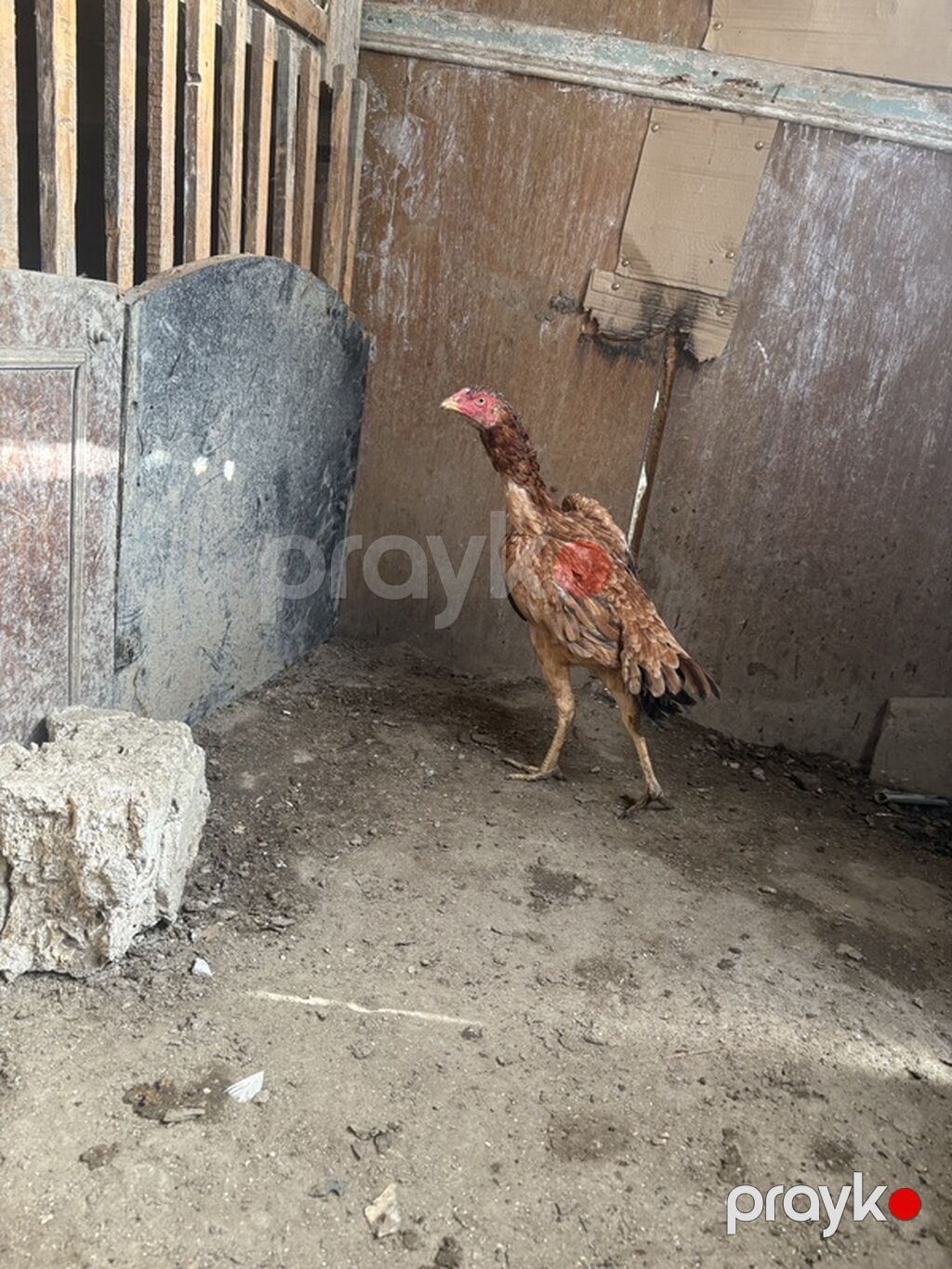 Xoruz, il: <1 — Toyuq və xoruz, Bakı (4)