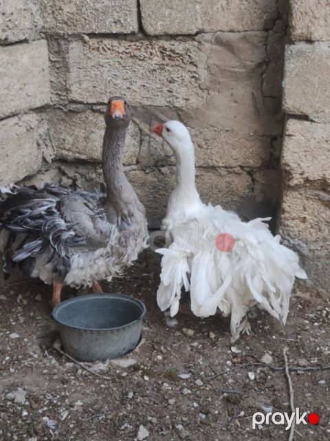 Qazlar — Bakı