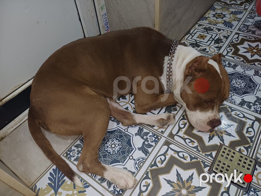 Pitbul, Erkək — Köpəklər, Digah (8)