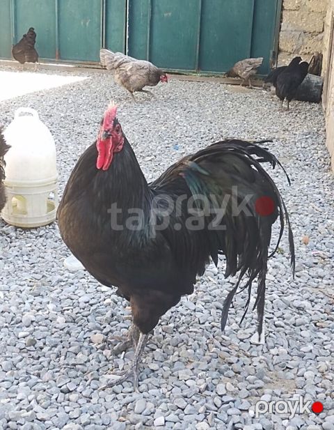 Toyuq, Australorp, Damazlıq — Digah