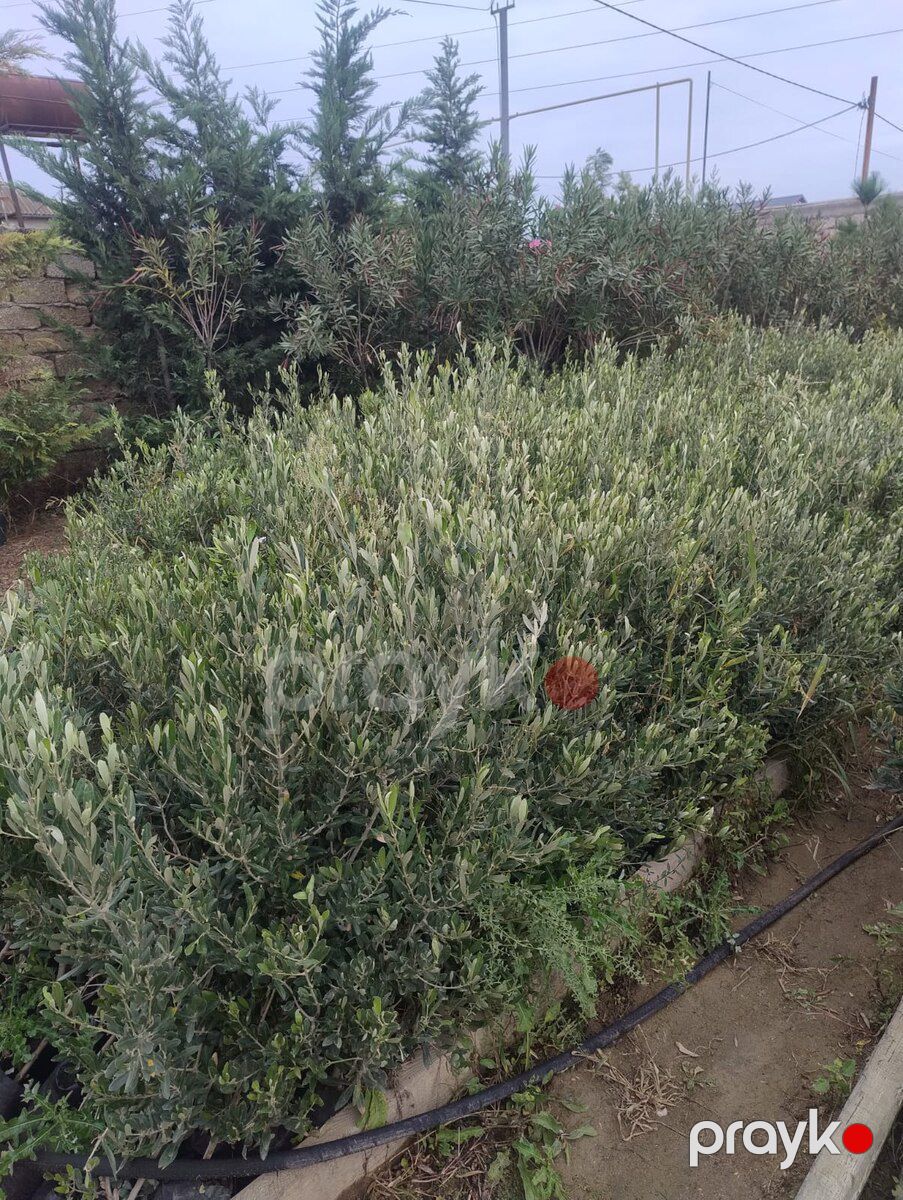 Ağaclar və tinglər — Bitkilər, Bakı (2)