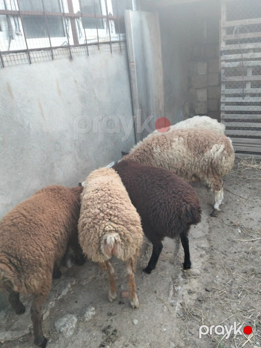 Quzular — Kənd təsərrüfatı heyvanları, Bakı (2)