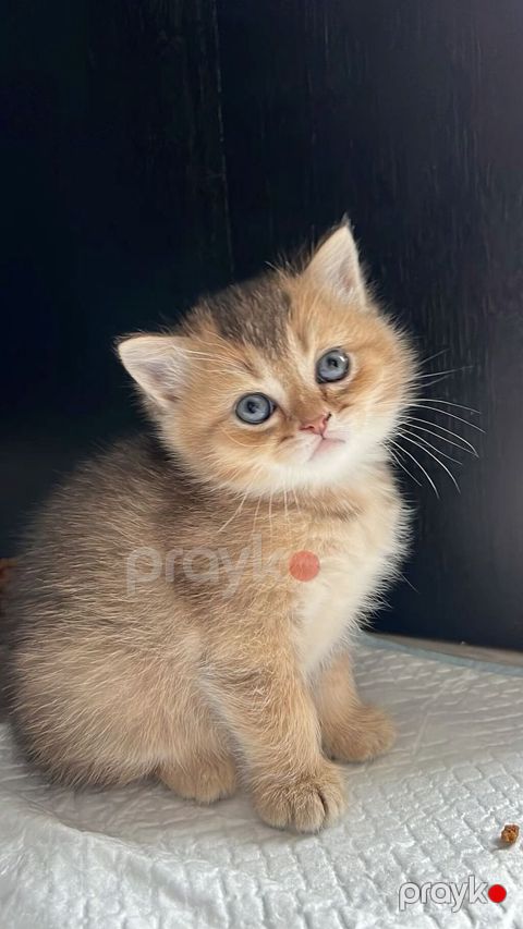 Qızıl şinşilla — Bakı