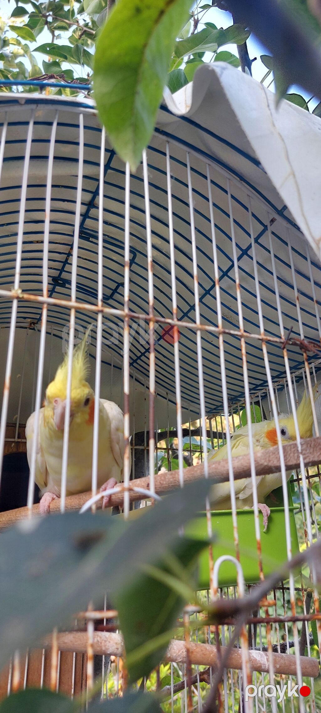 1 cut kutuno Karella satilir yumurta uste xazir damazliq xeyvanlarin — Tutyun papağayı, Sabirabad (6)