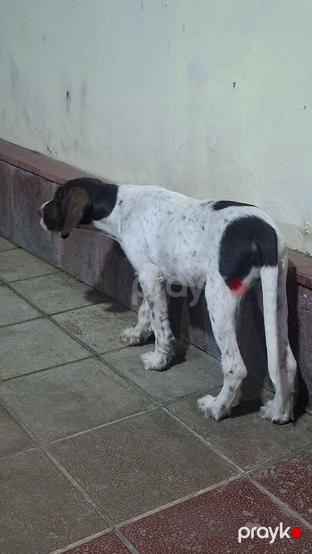 Kurtxar, 3 ay, Erkək, Peyvəndli — Köpəklər, Digah (4)