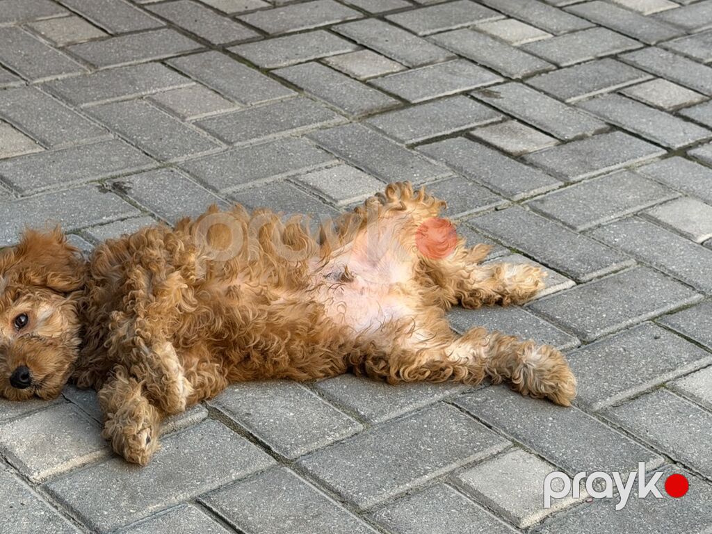 Pudel, 3 ay, Erkək — Köpəklər, Bakı (6)