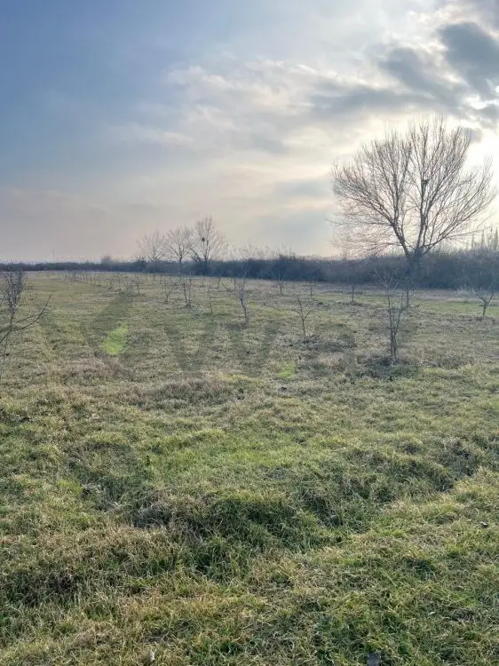 75 sot Torpaq Satılır, Göyçay — Torpaq, Göyçay (7)