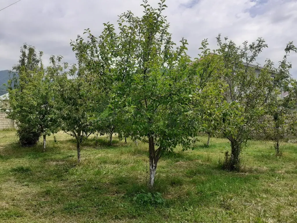 6 sot Torpaq Satılır, Oğuz — Torpaq, Oğuz (4)