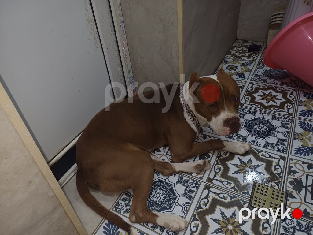 Pitbul, Erkək — Köpəklər, Digah (7)