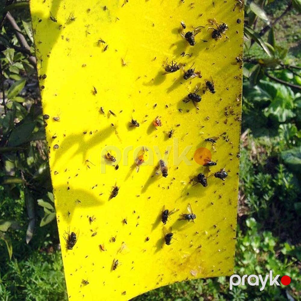 Milçəköldürən yapışqanlı, 10 əd — Mallar, Bakı (3)