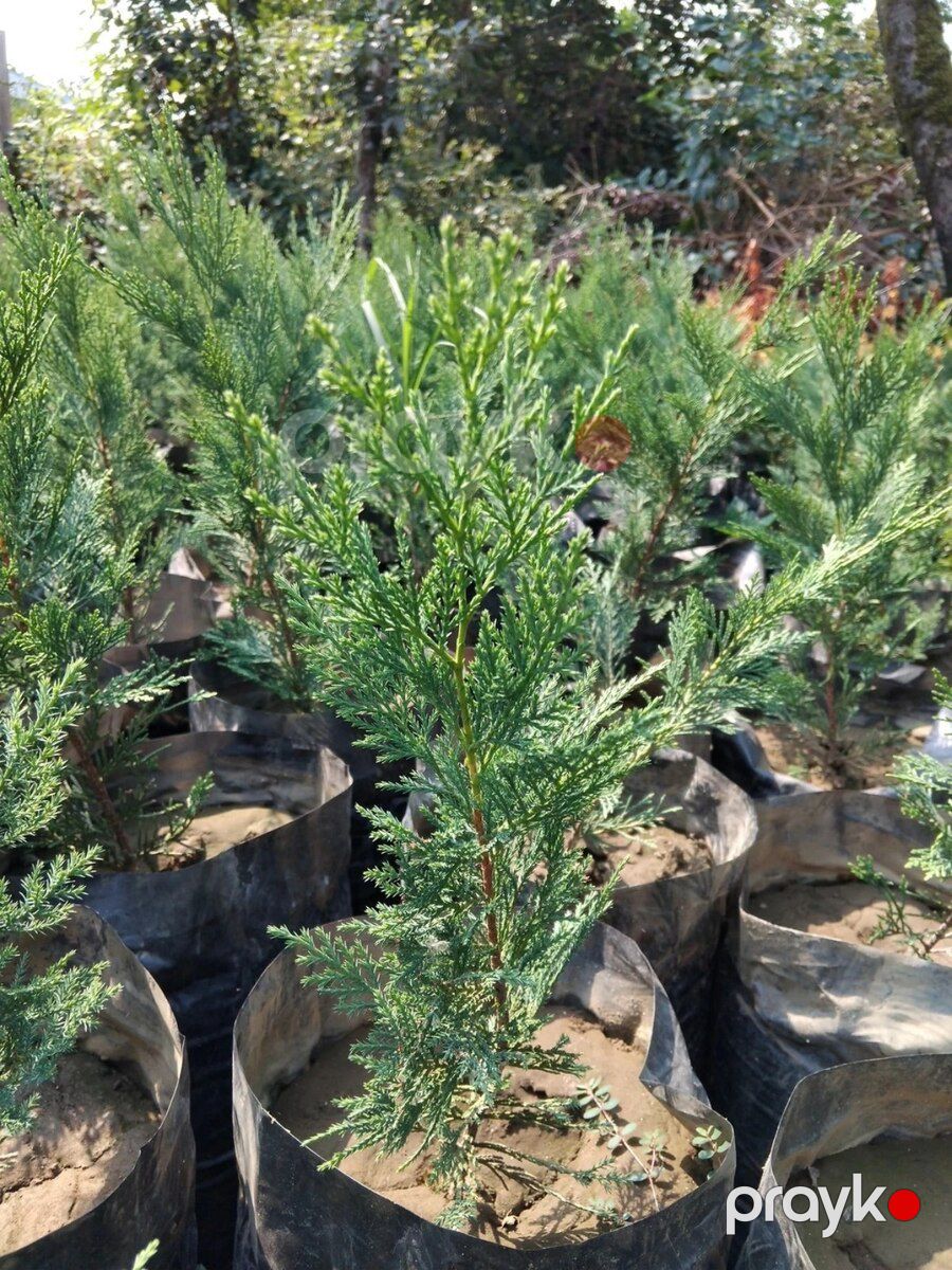 Leylandra tingi — Bitkilər, Bakı (6)