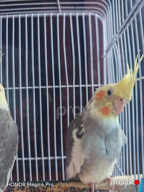 Qəfəs qarışıq hər şey üsdündə verilir 2 ədəd korella 3 4 aylıqdırlar — Sumqayıt