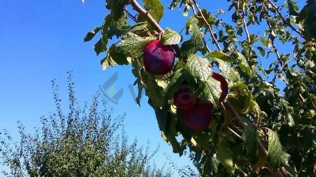 180 sot Torpaq Satılır, Xaçmaz — Torpaq, Xaçmaz (8)