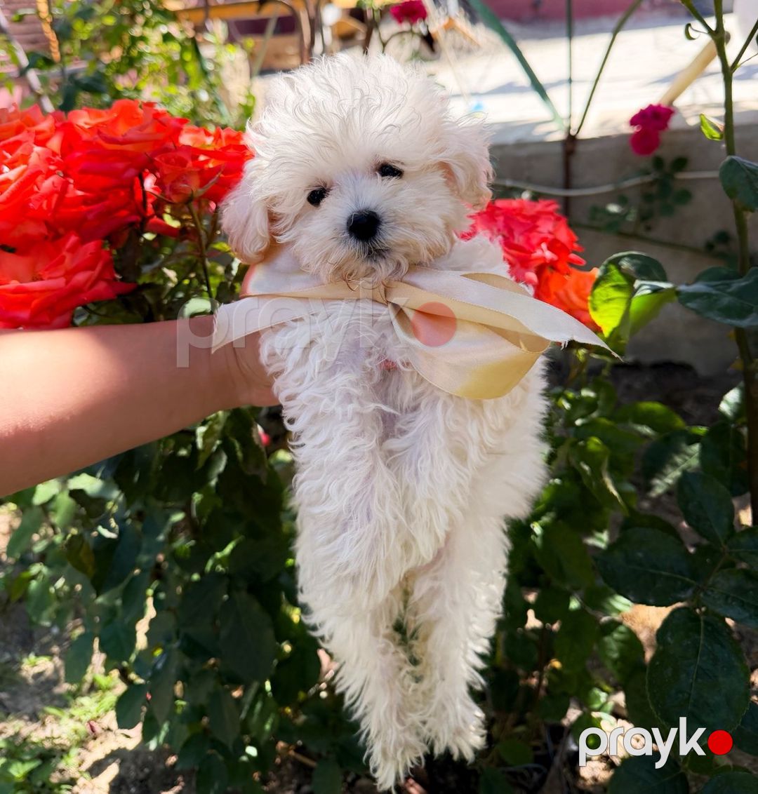 Maltipoo pudel — Köpəklər, Bakı (3)