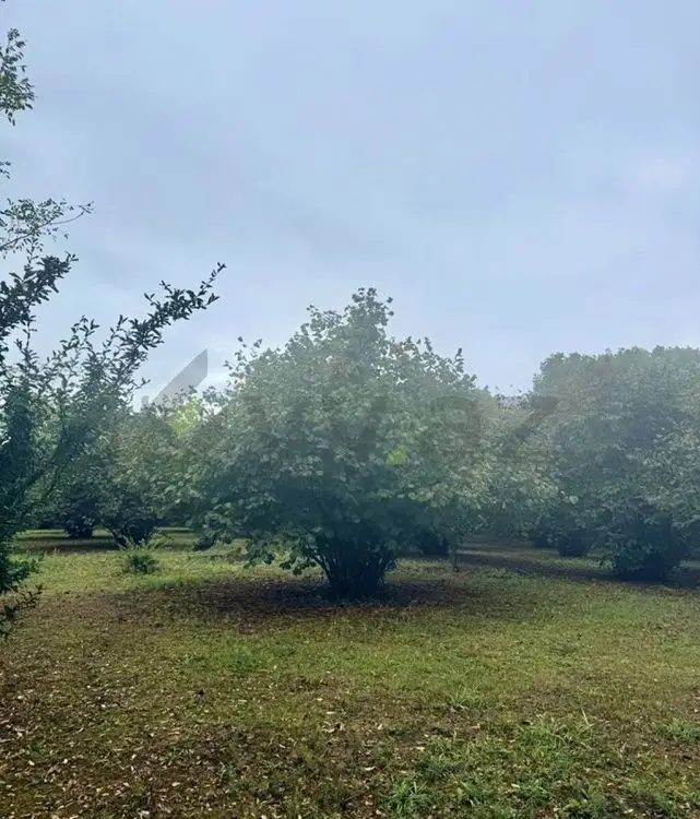 4 sot Torpaq Satılır, Qəbələ — Torpaq, Qəbələ (2)